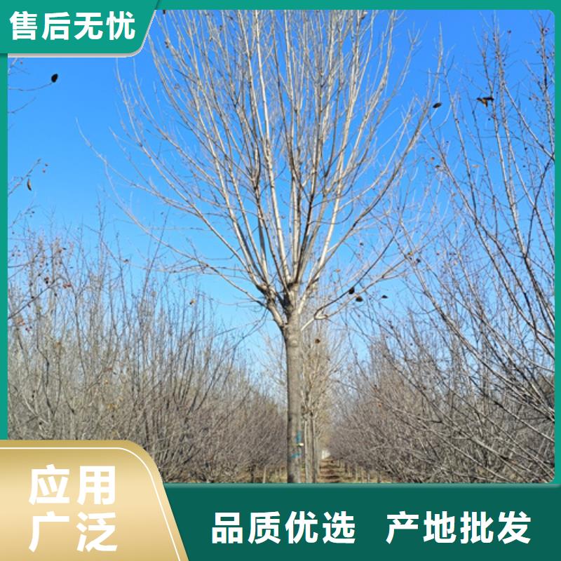 速生法桐生產定做