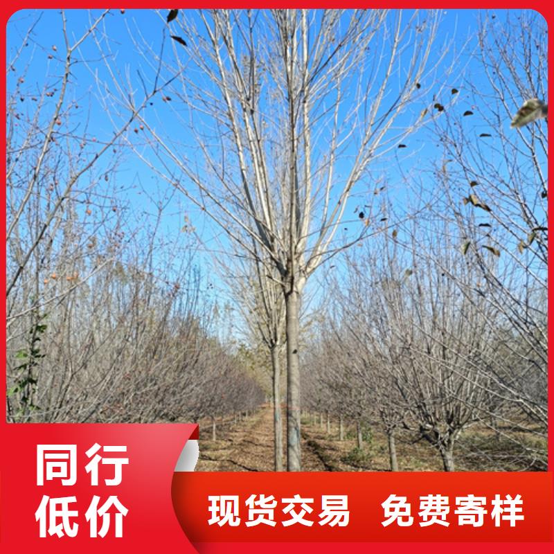 法桐小苗擇優(yōu)苗木基地