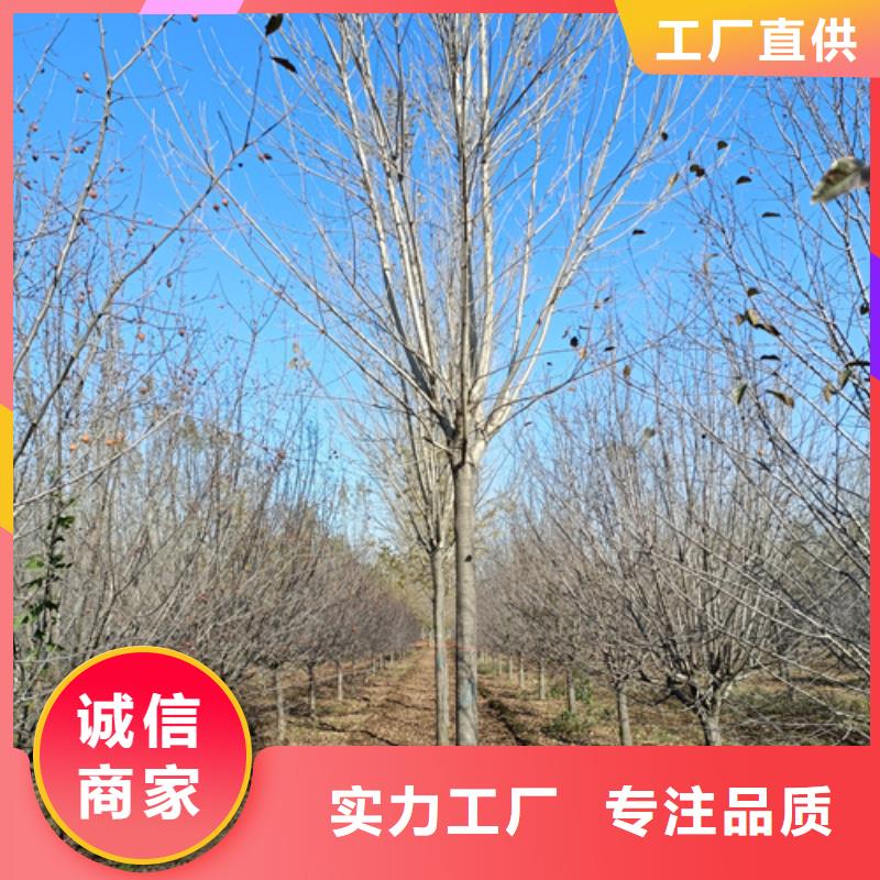 法桐小苗隨時發貨快