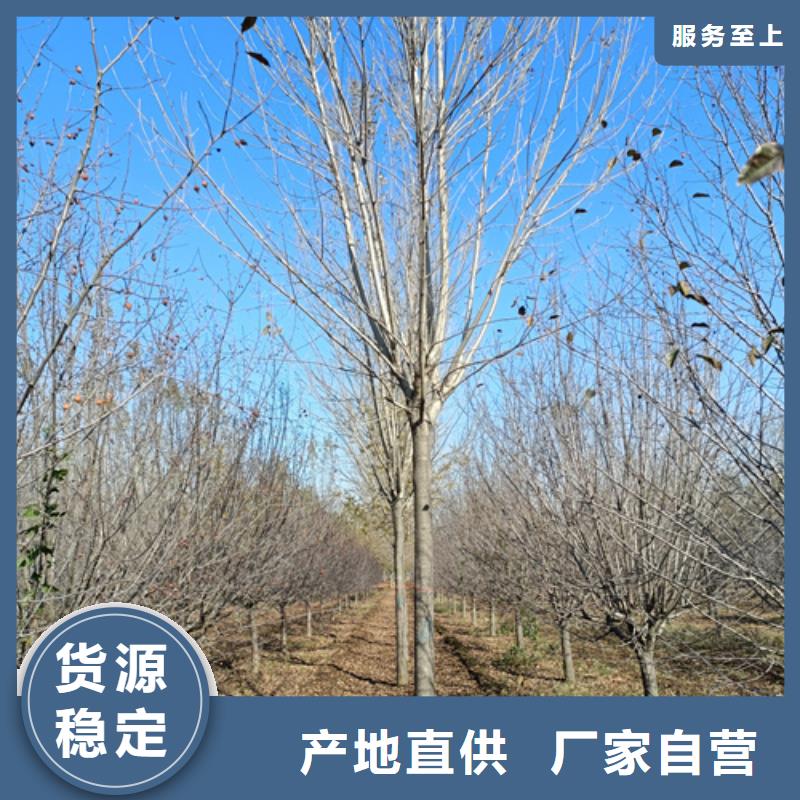 常年供應造型法桐-報量