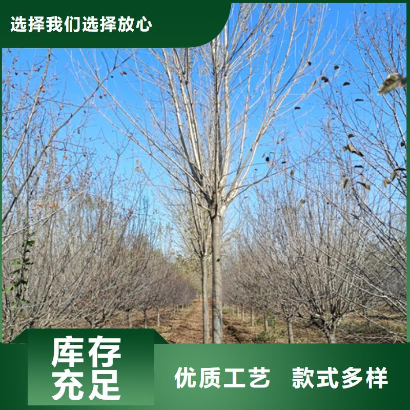廠家直銷造型法桐廠家