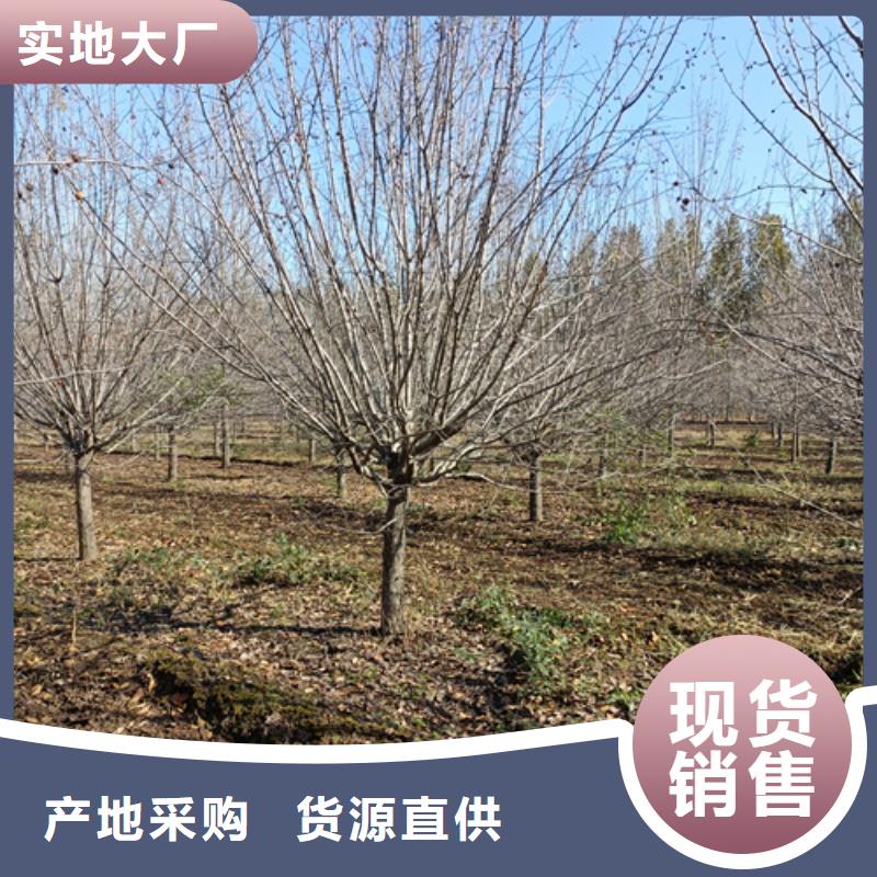 批發法桐行情_誠信企業