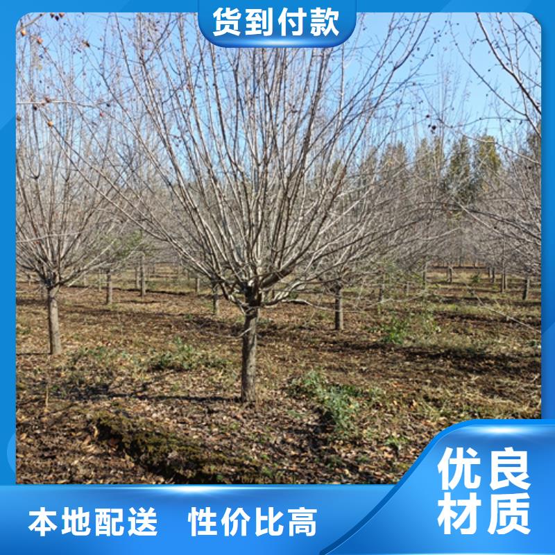 值得信賴的法桐行情供應商