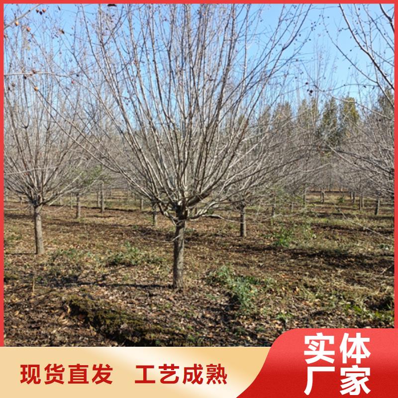 五角枫视频-潘集|田家庵|宿州|黄山|淮北|滁州|马鞍山|亳州翌昊五角枫_ 翌昊苗木种植基地(淮南市分公司)
