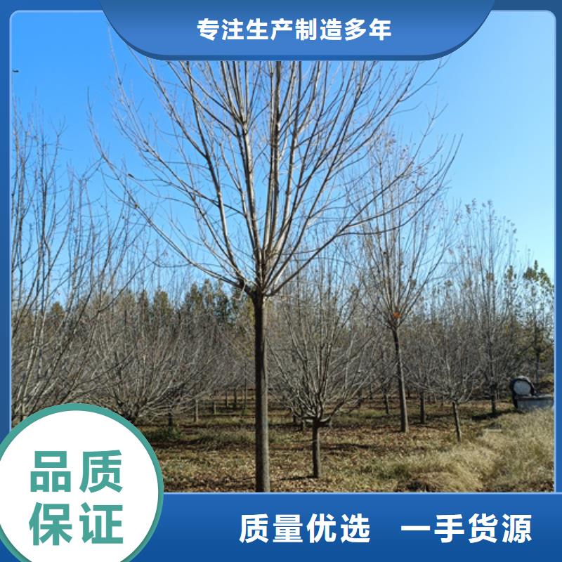 生產銷售#法桐#的廠家