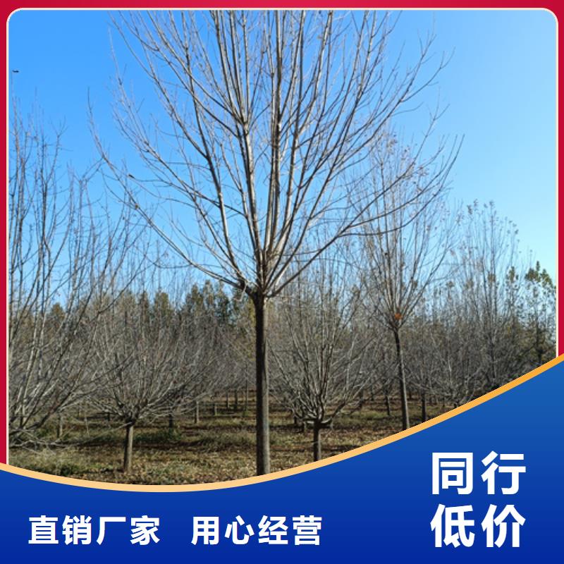 法桐金葉槐24小時下單發貨