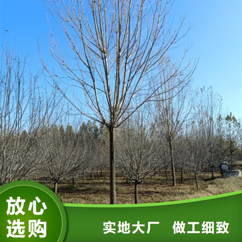 法桐小苗施工方案