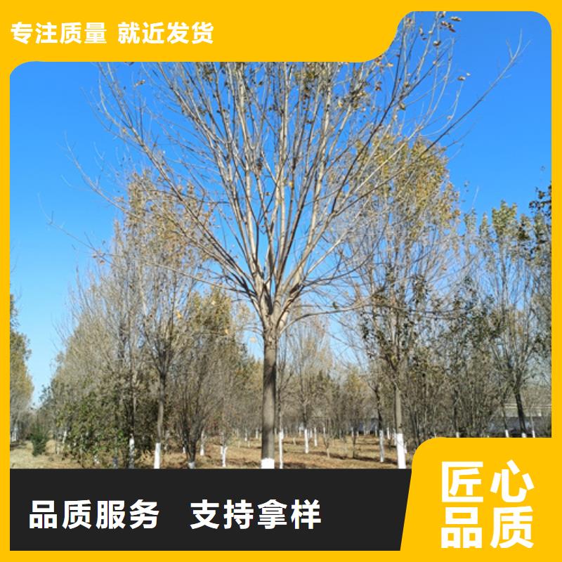 定做法桐行情的公司