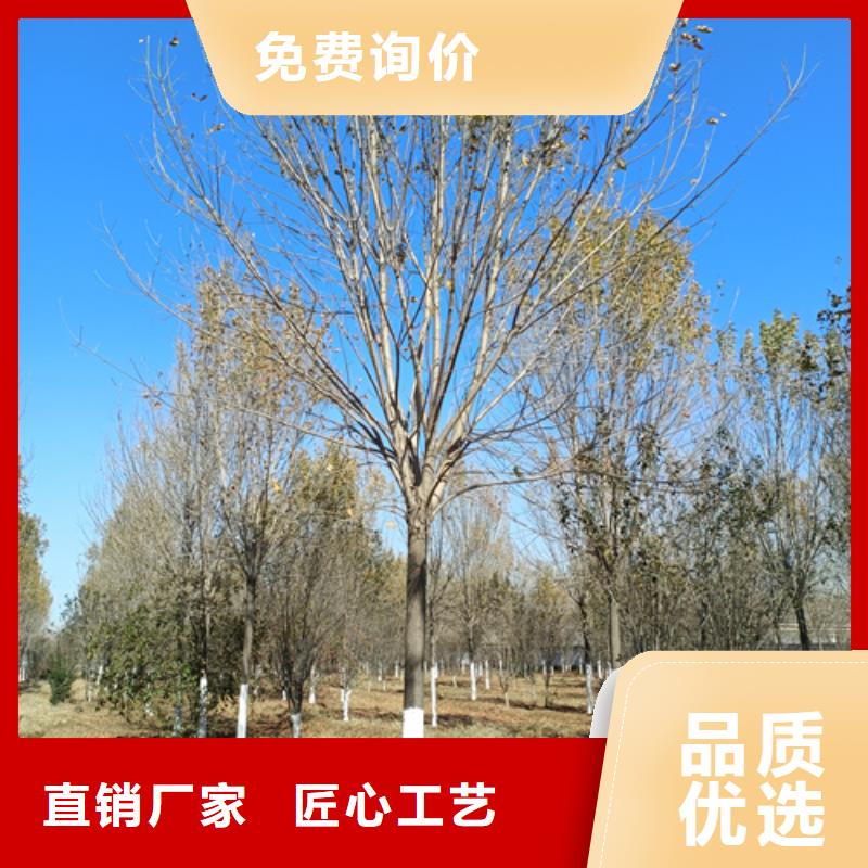 速生法桐匠心品質