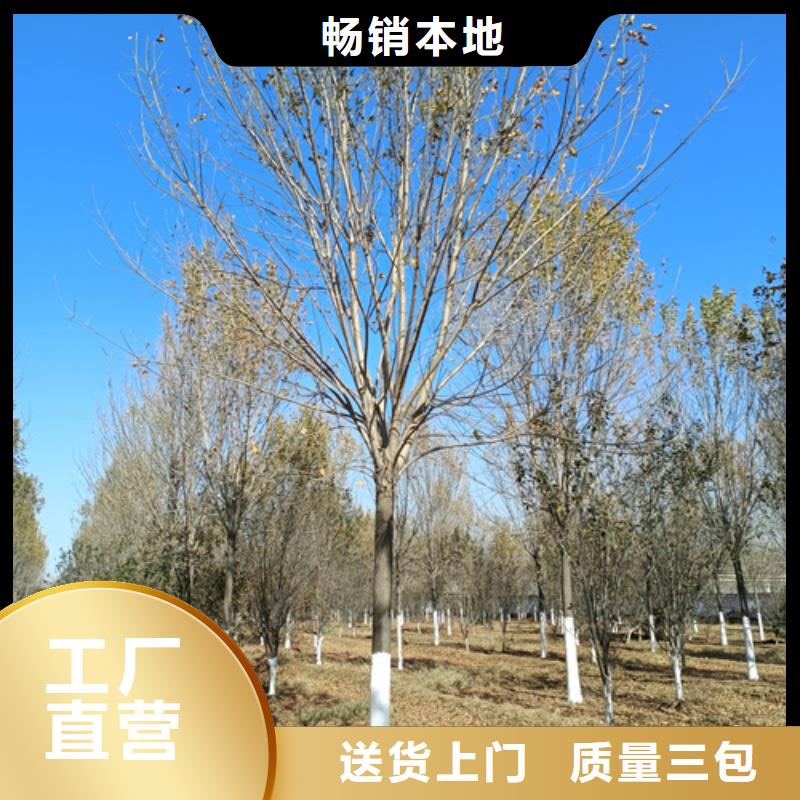 法桐小苗擇優(yōu)苗木基地