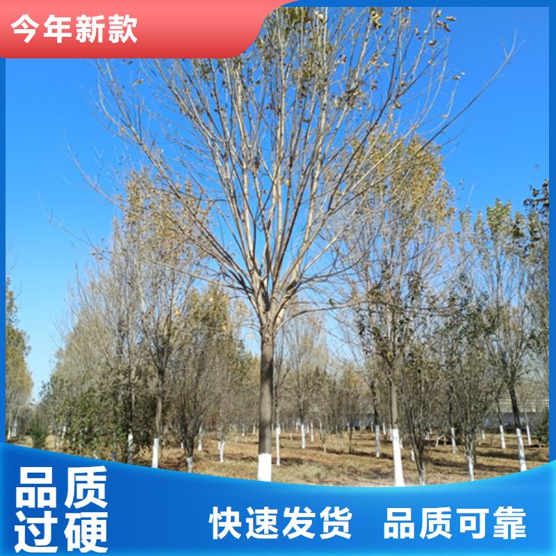 造型法桐按需定制