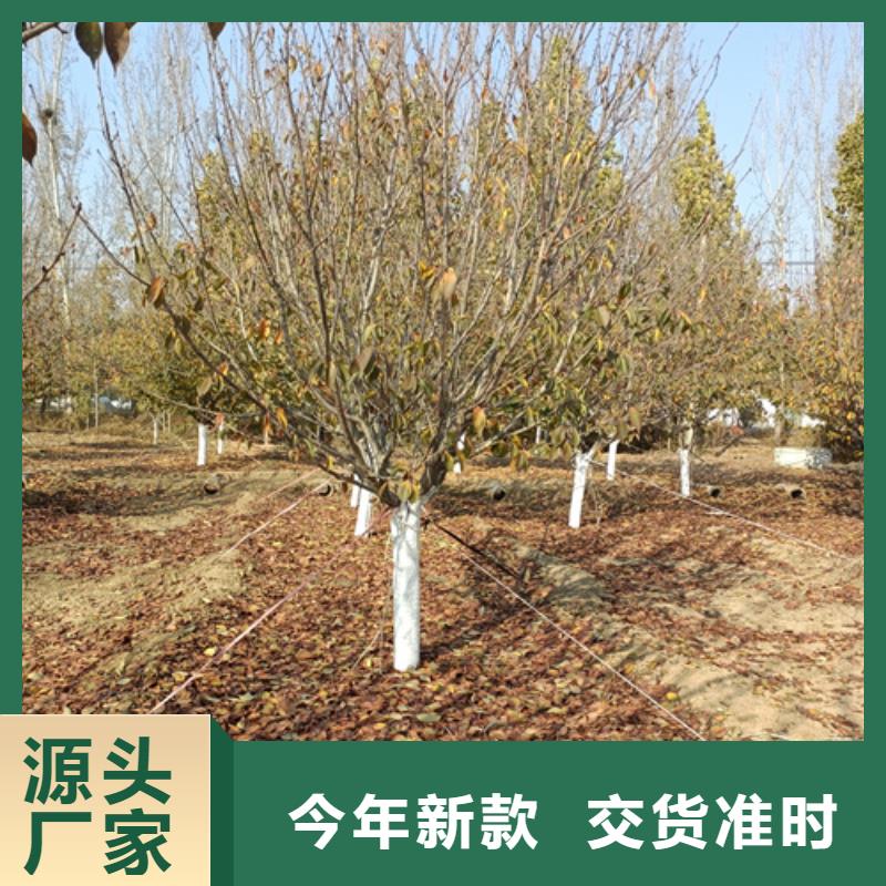 法桐行情放心購買綠化喬木
