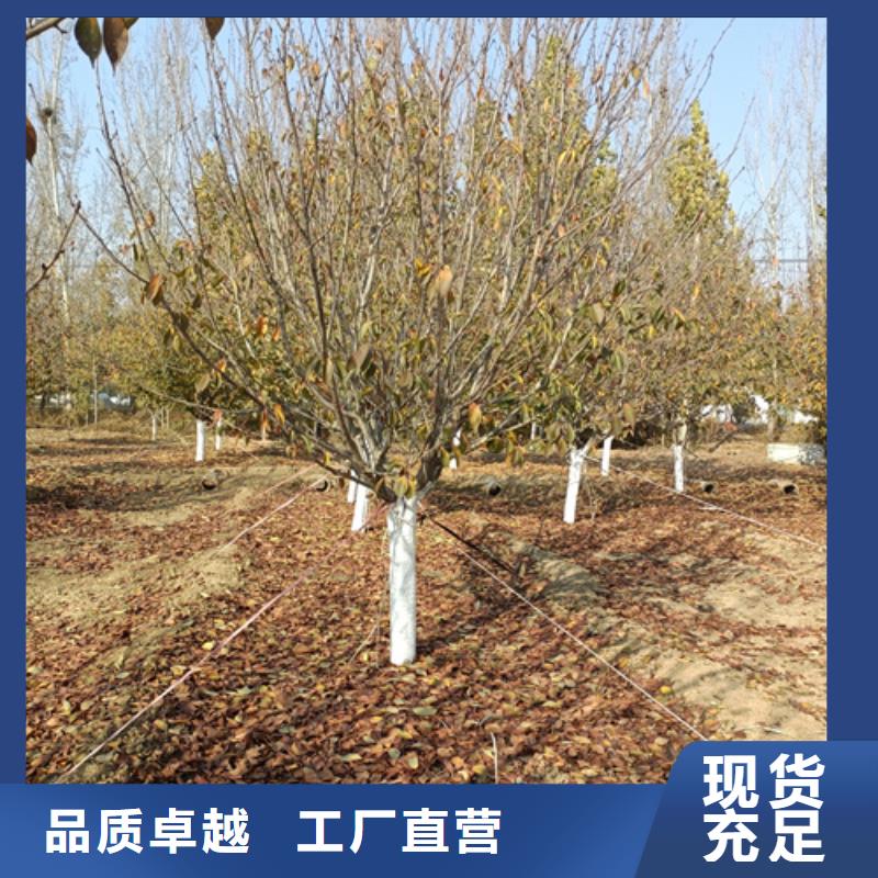 造型法桐按需定制
