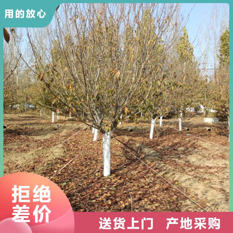 法桐市場批發(fā)價