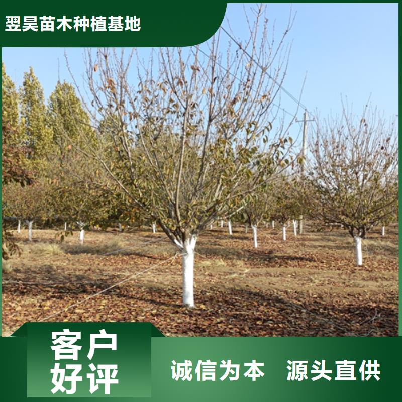 法桐【金葉復(fù)葉槭】質(zhì)檢合格出廠