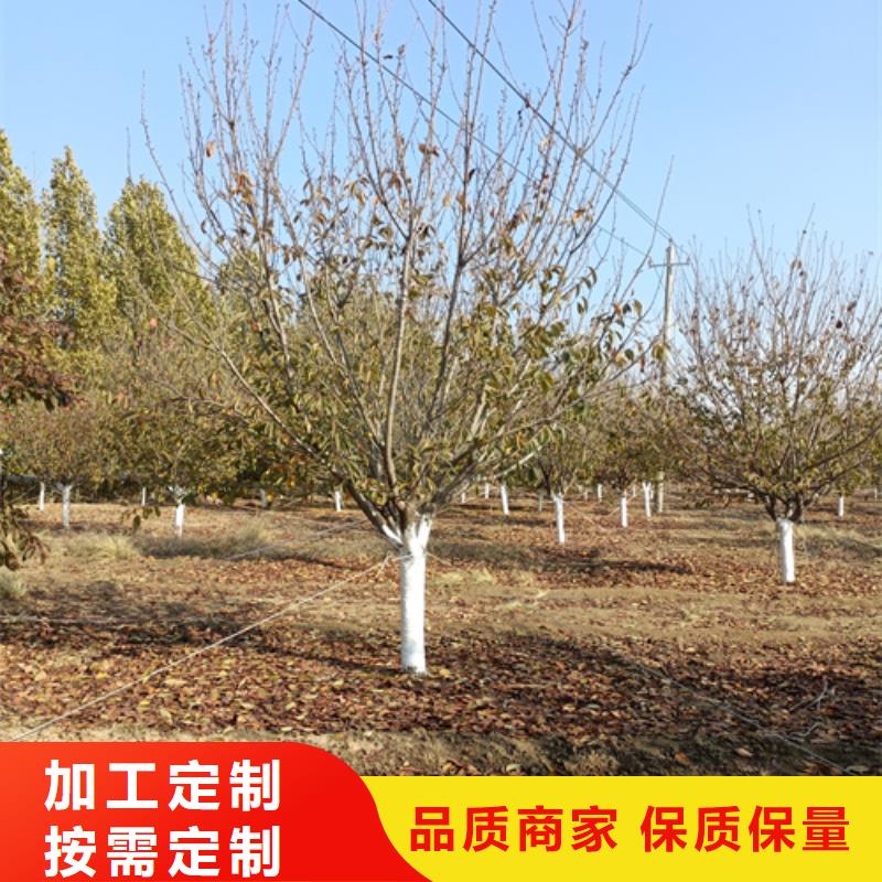 五角枫视频-福建省龙岩市|长汀|永定|厦门|漳州|莆田|福州|三明|宁德五角枫-翌昊