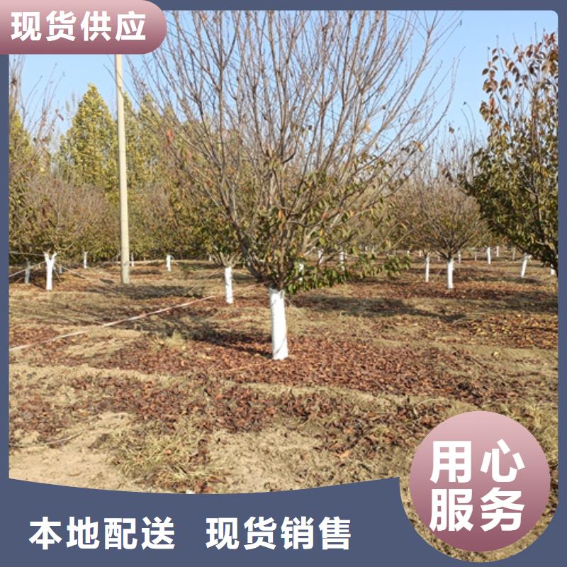 【法桐】國槐自主研發