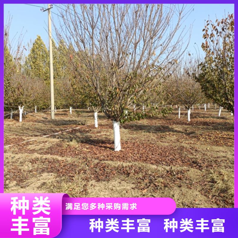 法桐小苗市場報價