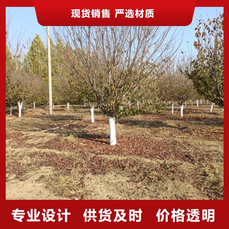 高品質法桐供應商
