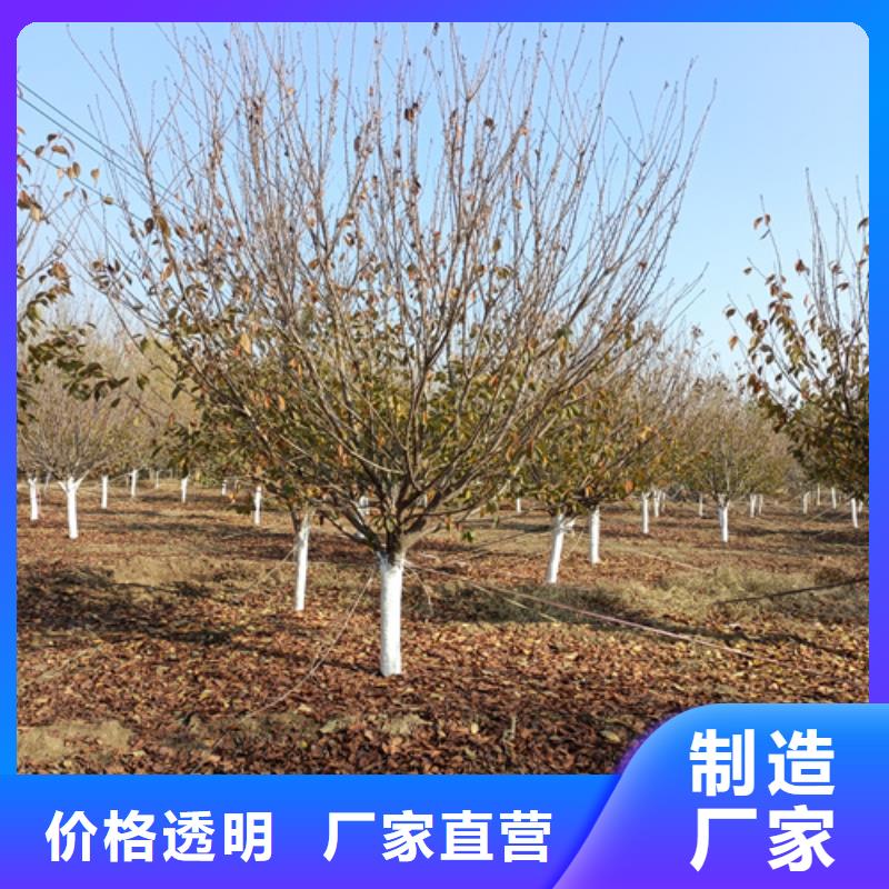 法桐小苗放心選擇綠化喬木