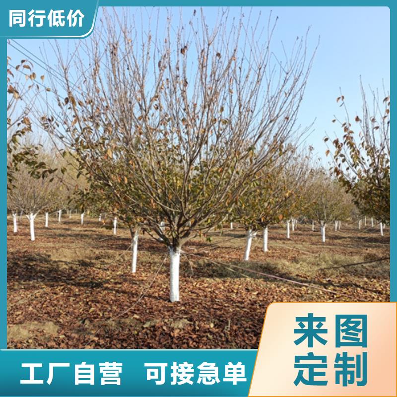 法桐好產品放心購