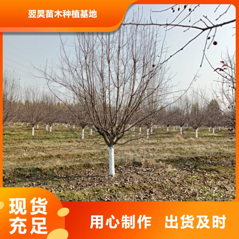 法桐小苗送貨上門