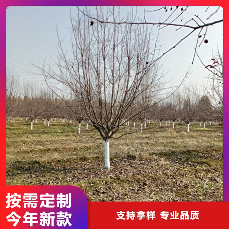 速生法桐-只做精品