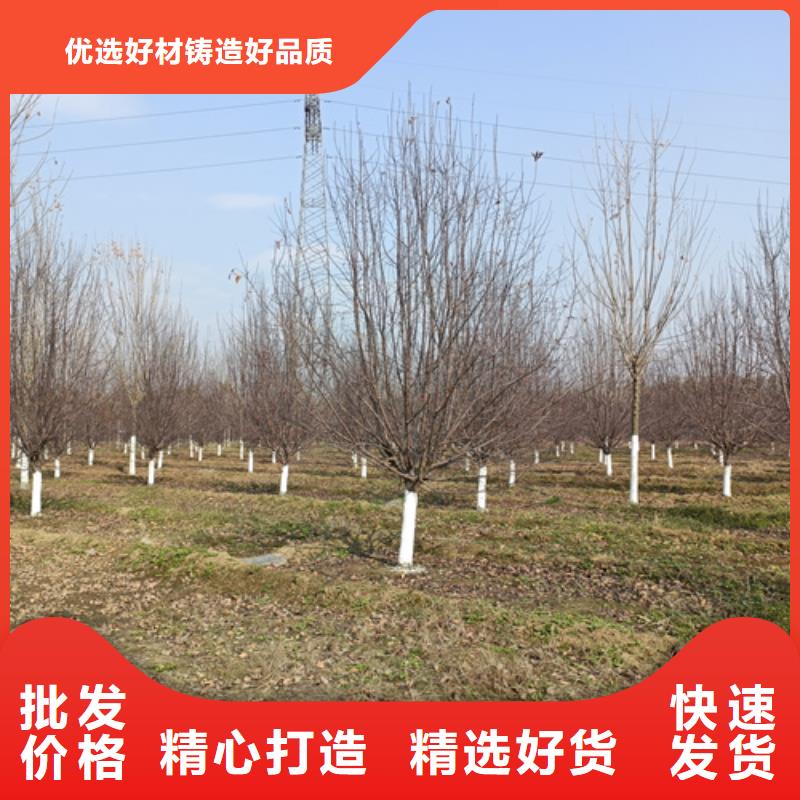 法桐誠(chéng)信企業(yè)綠化苗木