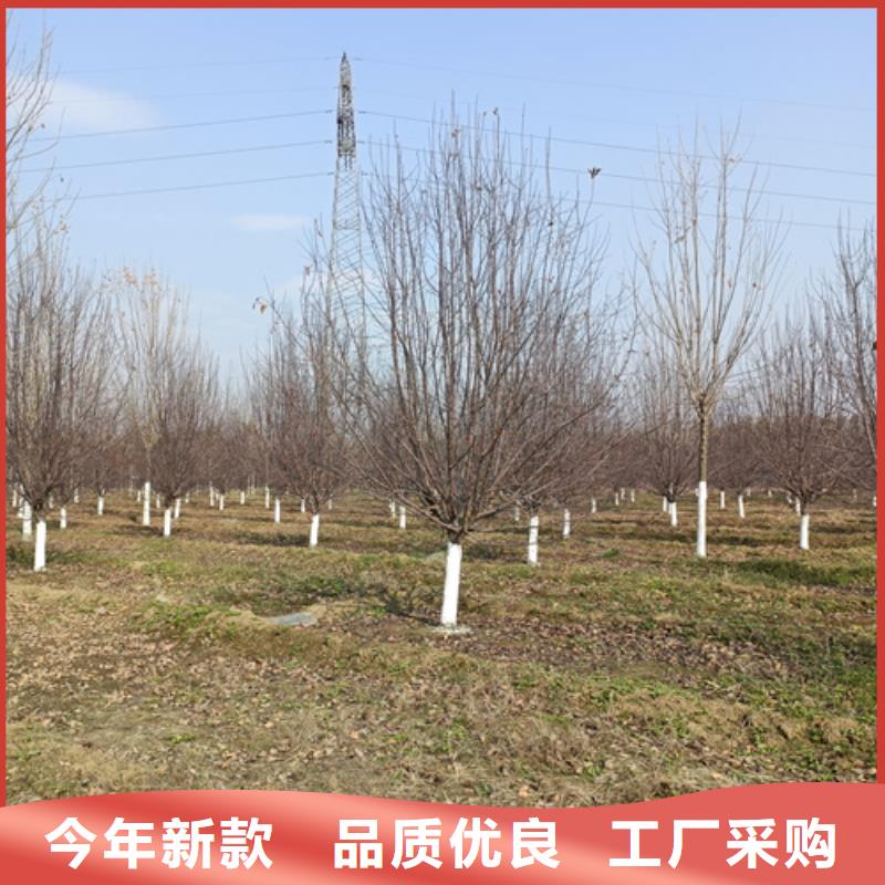 法桐_五角楓廠家供應