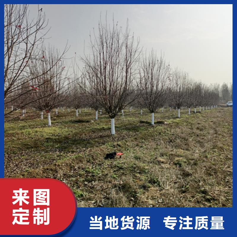 賣速生法桐的公司