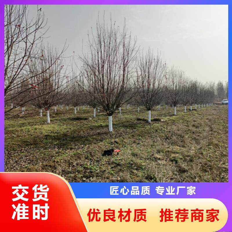 法桐白蠟老客戶鐘愛