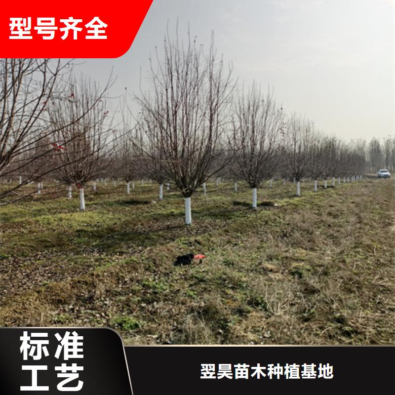 速生法桐-速生法桐優質