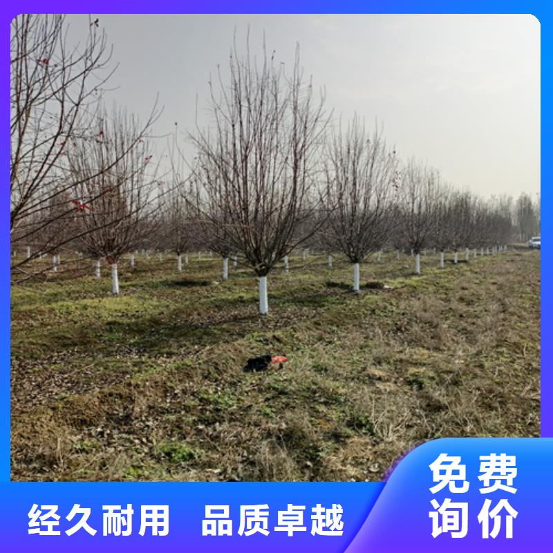 造型法桐按需定制