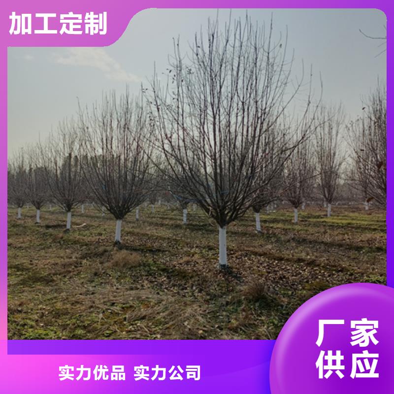 造型法桐放心選擇綠化苗木