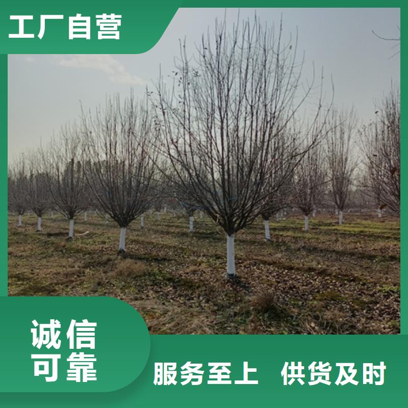 法桐-高品質低價格