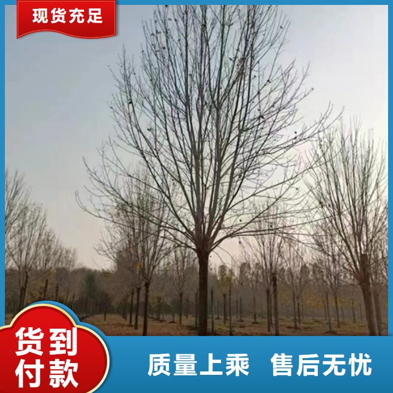 法桐截桿發帽款式多樣