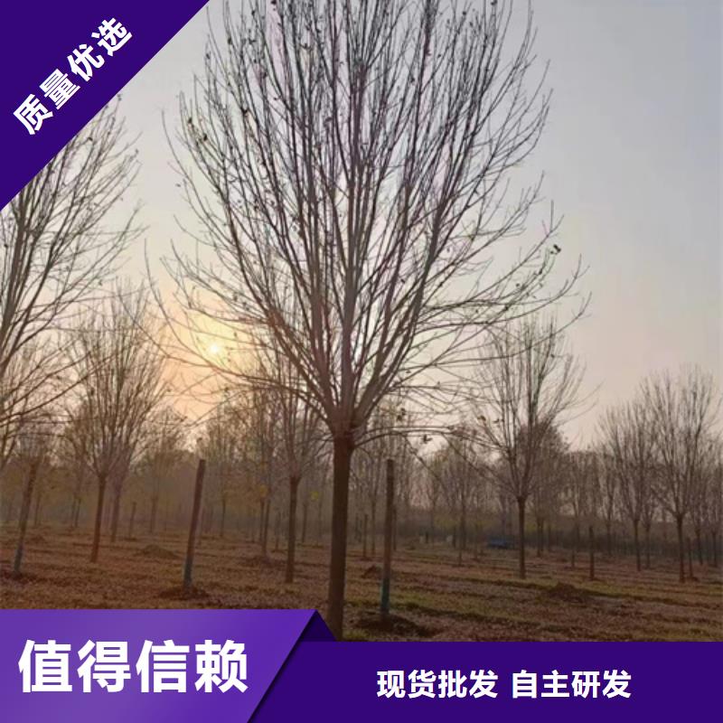 造型法桐現貨供應苗木基地