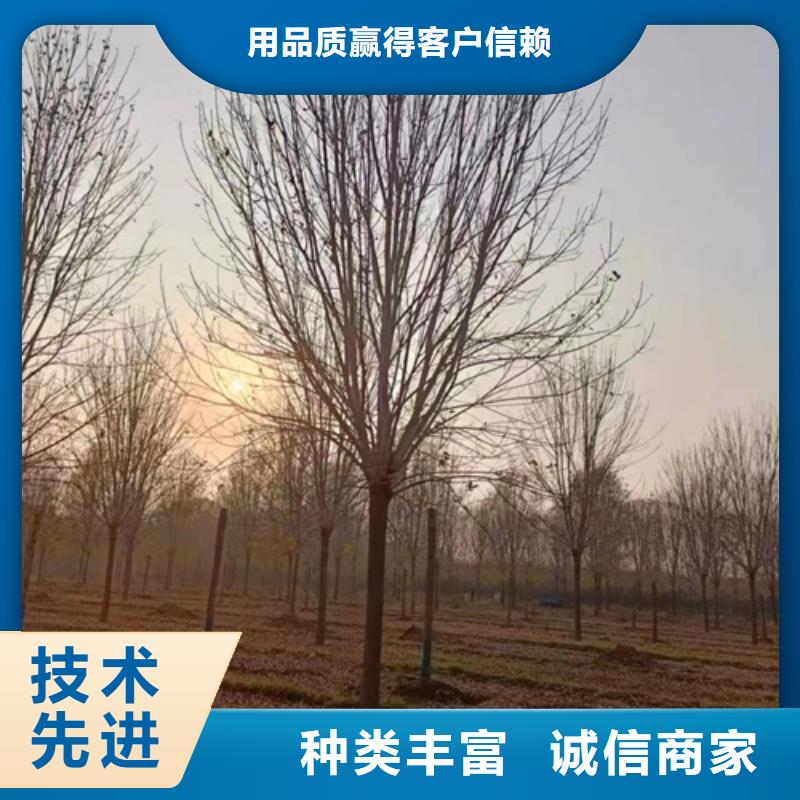 法桐小苗供應商法桐小苗廠家