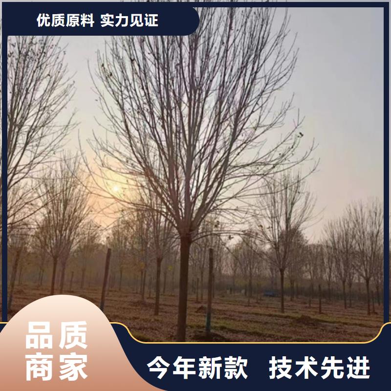 造型法桐生產商_翌昊苗木種植基地