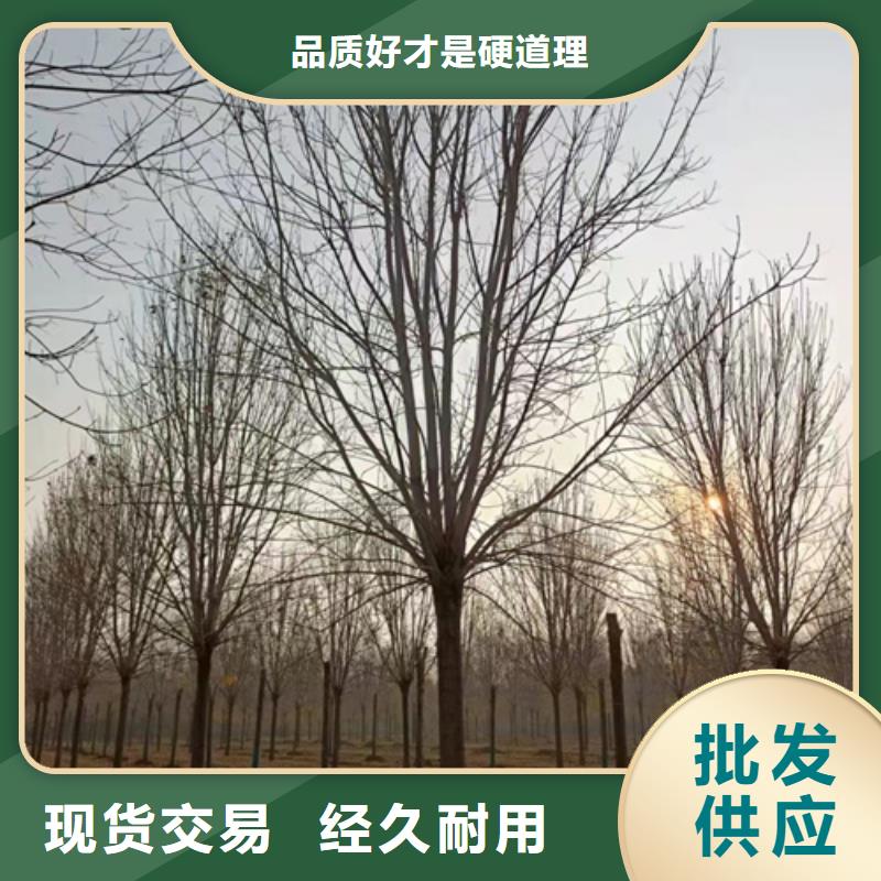 造型法桐生產廠家歡迎訂購
