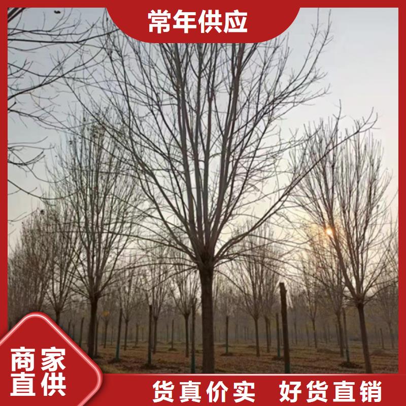 法桐樱花批发货源