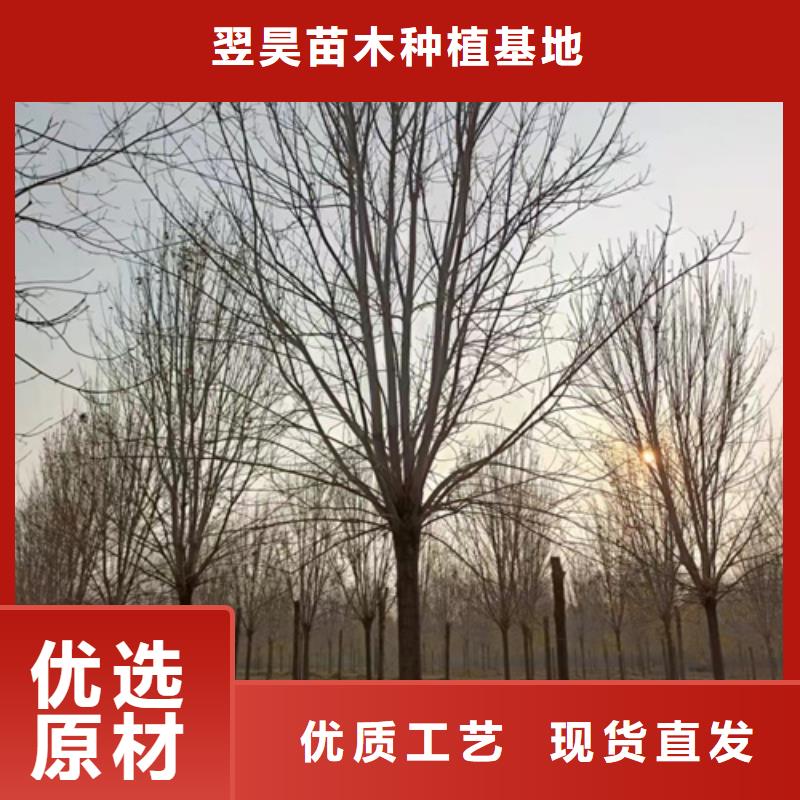 造型法桐單價