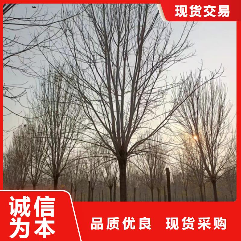 法桐小苗承諾守信綠化苗木