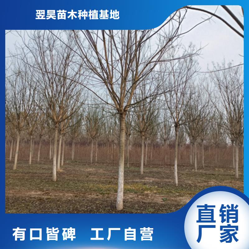 速生法桐生產定做