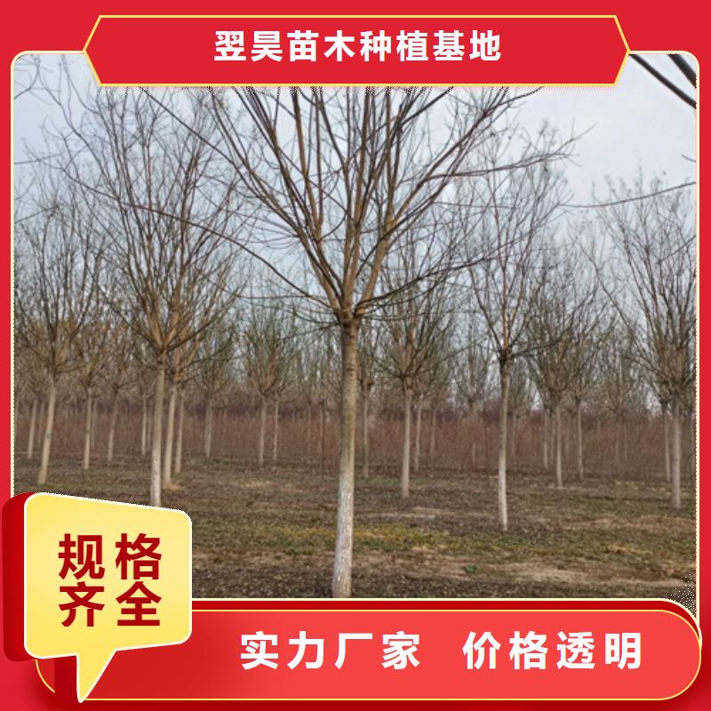 法桐價格現(xiàn)貨供應(yīng)苗木基地