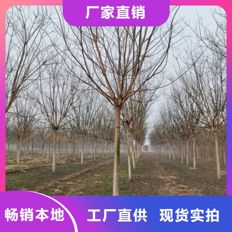 法桐五角楓質量優價格低