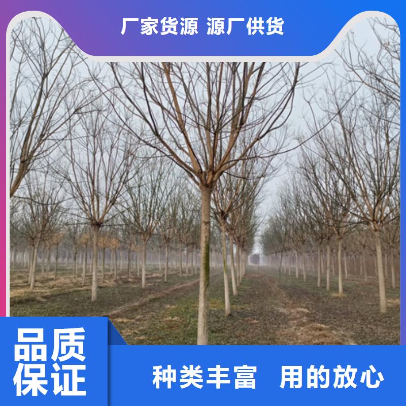 法桐生產技術精湛