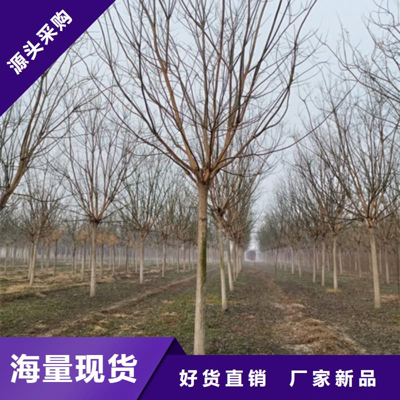 速生法桐廠家誠信經(jīng)營
