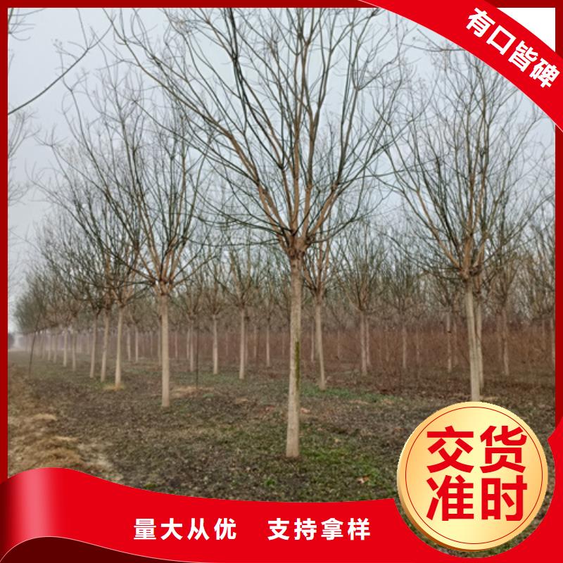 法桐合格才發貨