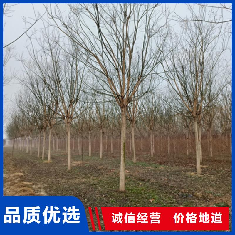 法桐價格種植基地綠化喬木
